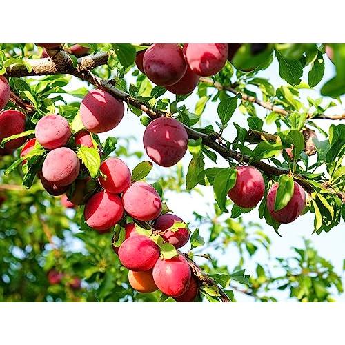 ASフーズ すっきりさわやかすもも 70g×10袋 : BJショップ - 通販