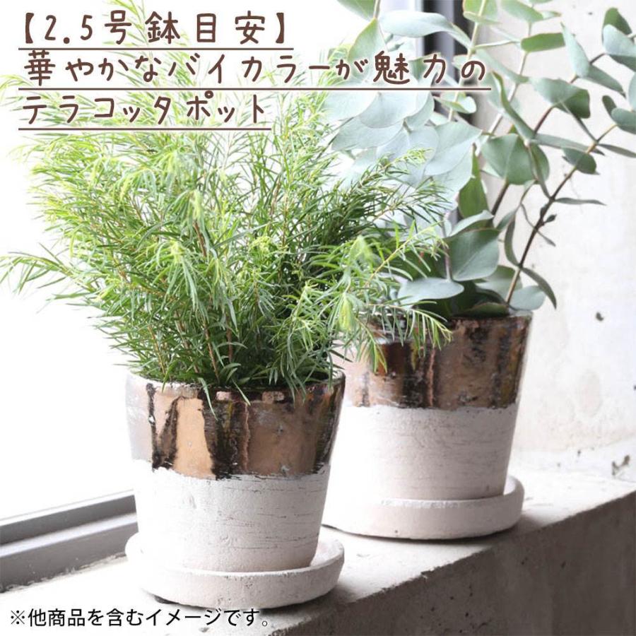 テラコッタ バイカラー ポット ×S ダルトン DULTON 植木鉢 鉢 鉢植え 2.5号鉢 テラコッタ おしゃれ シンプル ナチュラル 可愛い かわいい｜kplanning｜02