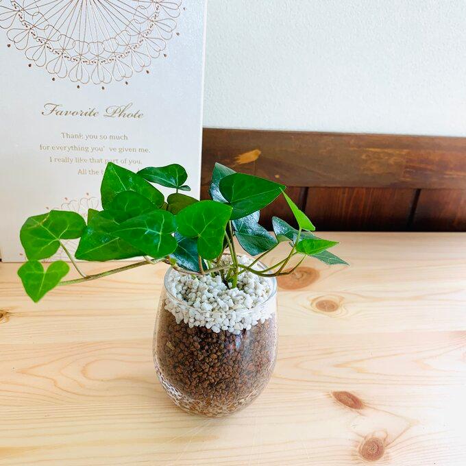 ハートアイビー　ハイドロカルチャー　観葉植物　バルーングラス　ギフト | 