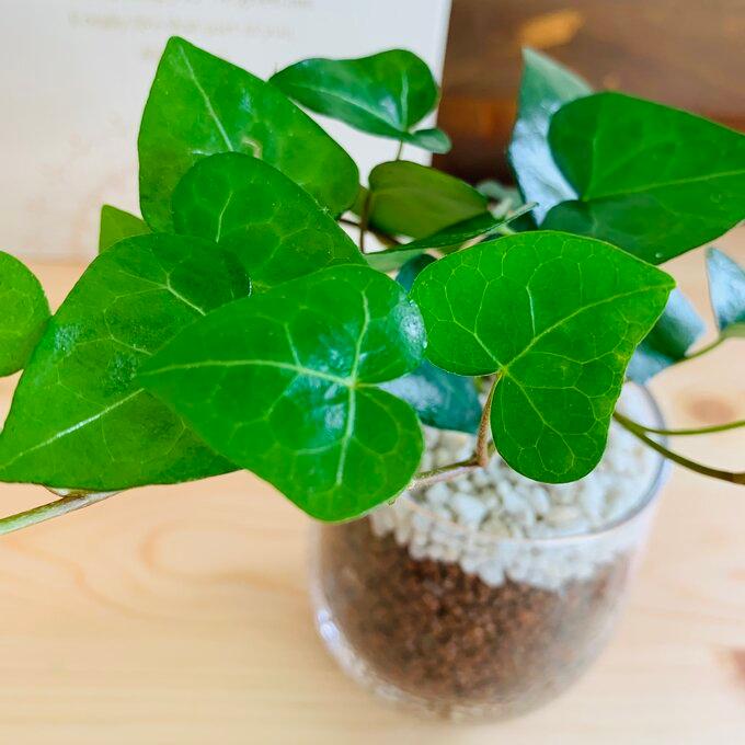 ハートアイビー　ハイドロカルチャー　観葉植物　バルーングラス　ギフト |  | 02