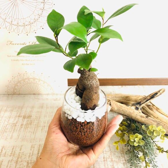 ガジュマル　ハイドロカルチャー　観葉植物　バルーングラス　インテリア　室内　ギフト |  | 02
