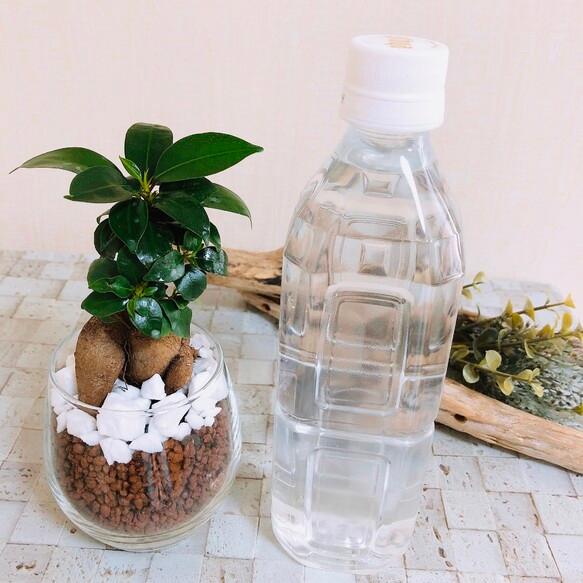 ガジュマル　ハイドロカルチャー　観葉植物　バルーングラス　インテリア　室内　ギフト |  | 03