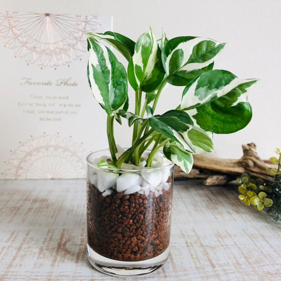 エンジョイ　ハイドロカルチャー　観葉植物ロックグラス　インテリア　室内 |  | 01