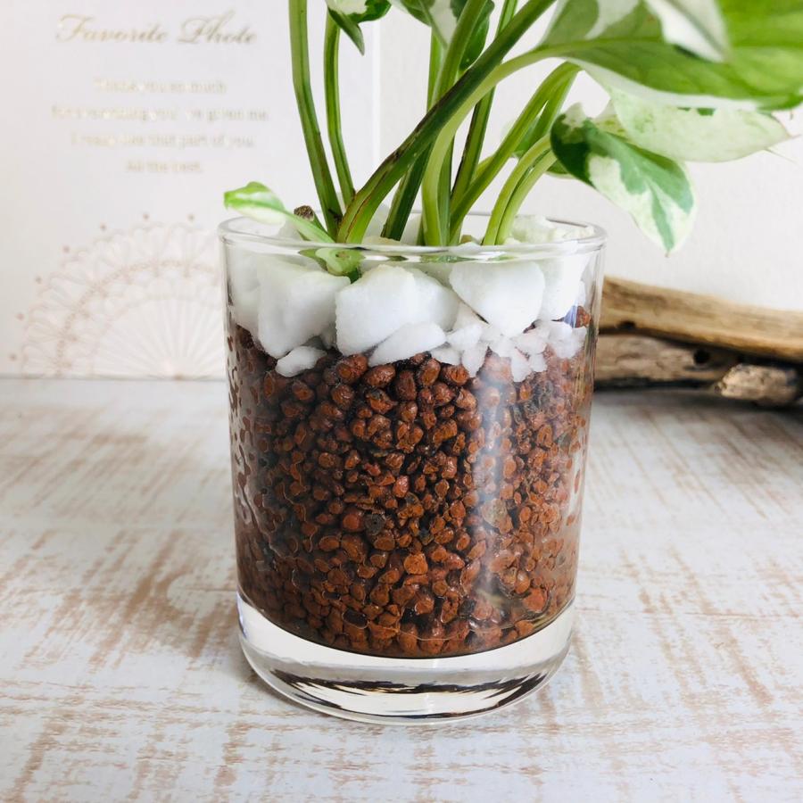 エンジョイ　ハイドロカルチャー　観葉植物ロックグラス　インテリア　室内 |  | 02