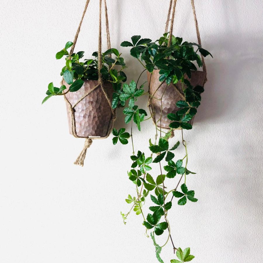 おしゃれ　観葉植物　吊り下げ　シュガーバイン  つる性ガジュマル　フィカスシャングリラ　木の香りがする鉢 | 