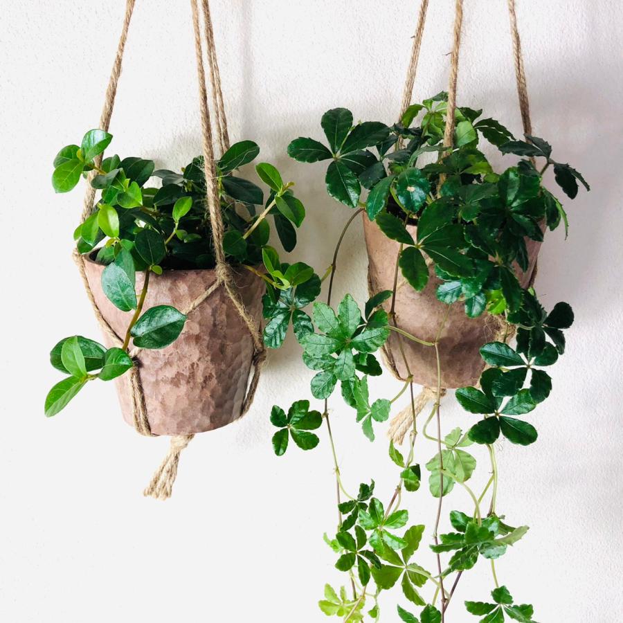 おしゃれ　観葉植物　吊り下げ　シュガーバイン  つる性ガジュマル　フィカスシャングリラ　木の香りがする鉢 |  | 01