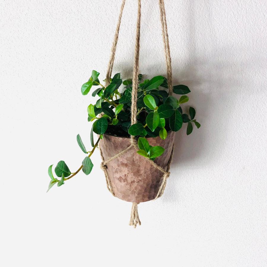 おしゃれ　観葉植物　吊り下げ　シュガーバイン  つる性ガジュマル　フィカスシャングリラ　木の香りがする鉢 |  | 03