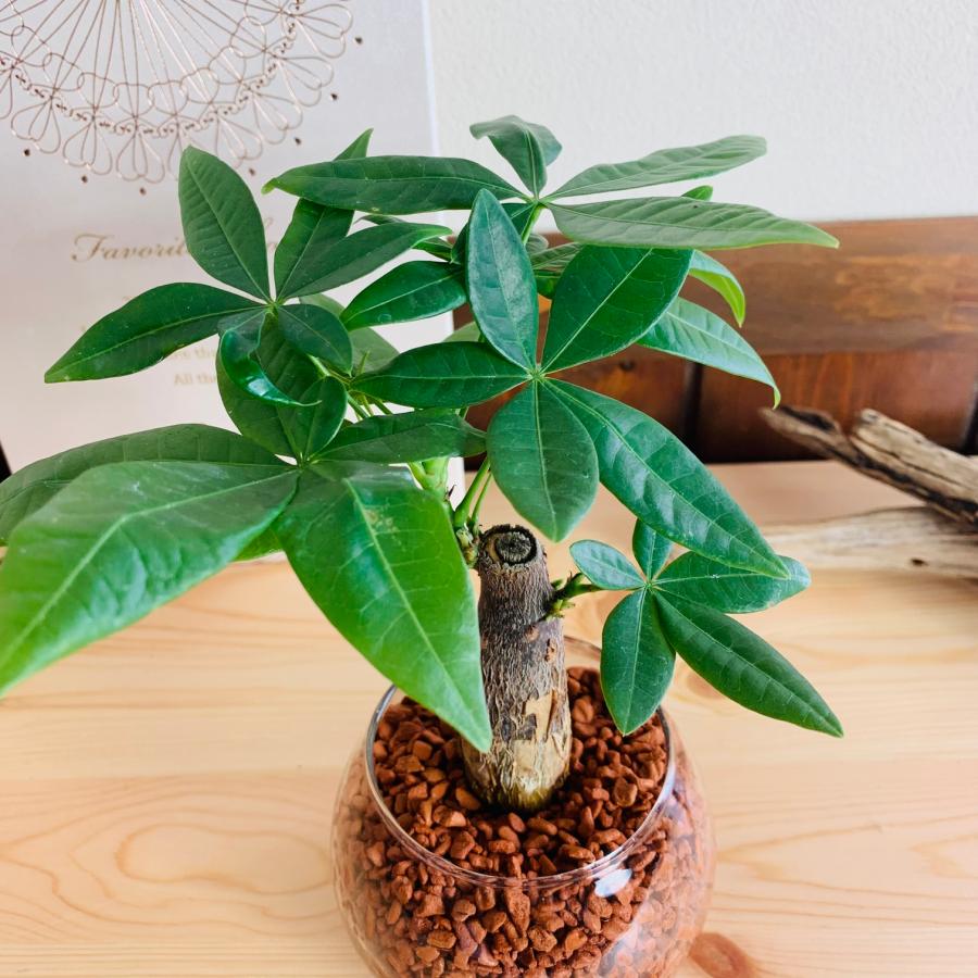 パキラ　ハイドロカルチャー　観葉植物　バブルボール　インテリア　室内 |  | 01