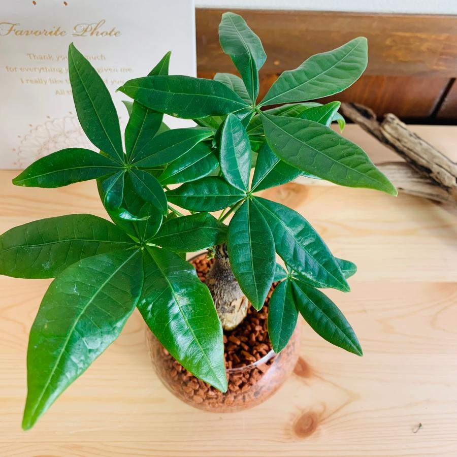 パキラ　ハイドロカルチャー　観葉植物　バブルボール　インテリア　室内 |  | 03