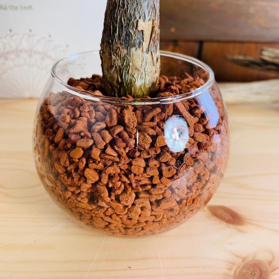 パキラ　ハイドロカルチャー　観葉植物　バブルボール　インテリア　室内 |  | 04