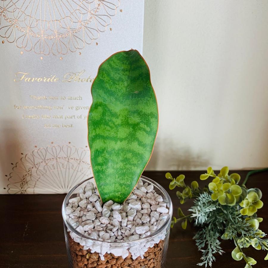 サンスベリア マッソニアーナ ハイドロカルチャー ロックグラス 観葉