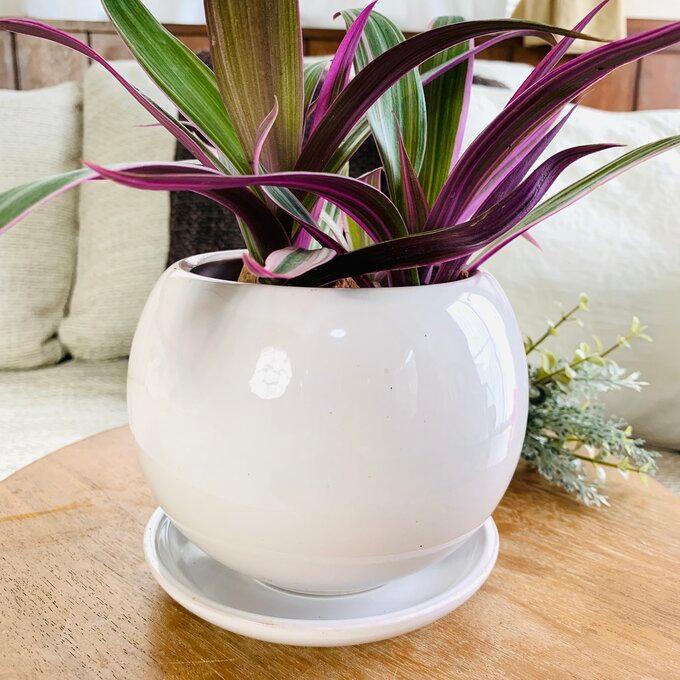 観葉植物 おしゃれ ムラサキオモト 紫万年青 オーロラ 5号鉢 たまご