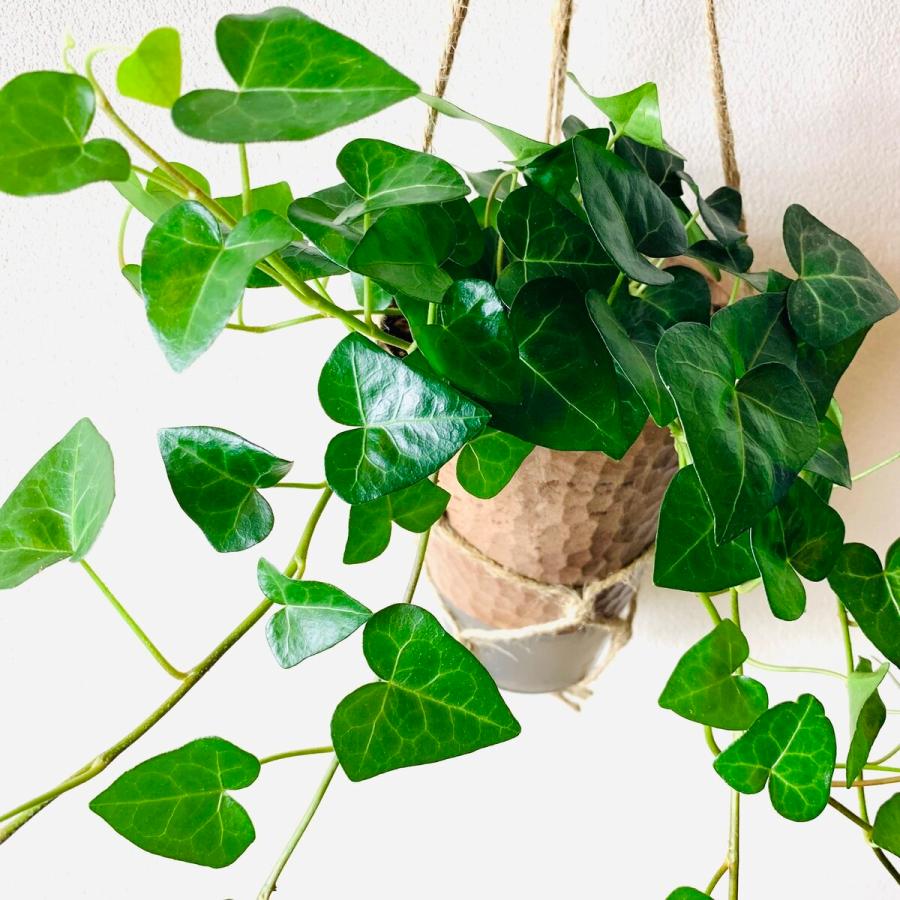おしゃれ　観葉植物　吊り下げ　 ハートアイビー　ロング　木の香りがする鉢　4号　受け皿付き　壁掛け |  | 02