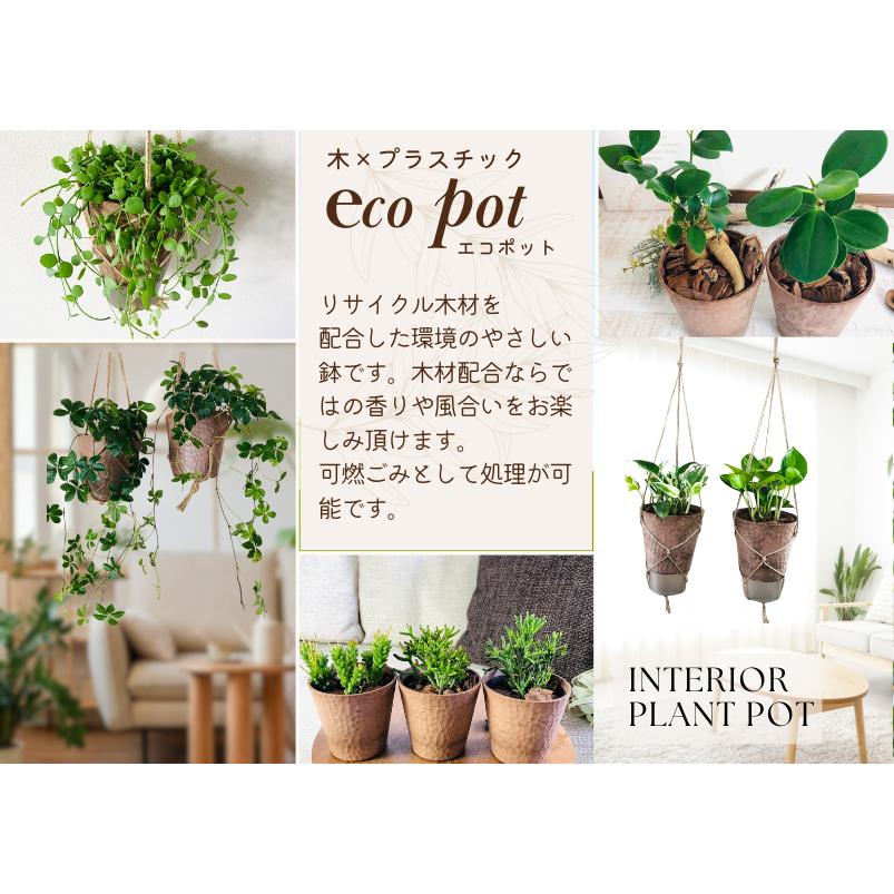 おしゃれ　観葉植物　吊り下げ　 ハートアイビー　ロング　木の香りがする鉢　4号　受け皿付き　壁掛け |  | 05