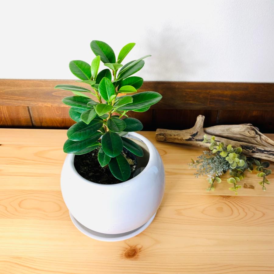 観葉植物 おしゃれ ガジュマルの木 パンダガジュマル 尖閣 観葉植物 おしゃれ ガジュマルの木 パンダガジュマル 尖閣
