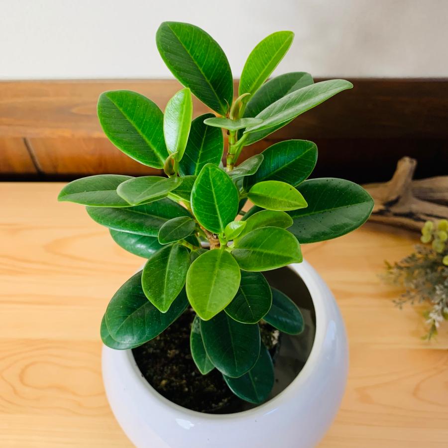 観葉植物 おしゃれ ガジュマルの木 パンダガジュマル 尖閣 観葉植物 おしゃれ ガジュマルの木 パンダガジュマル 尖閣