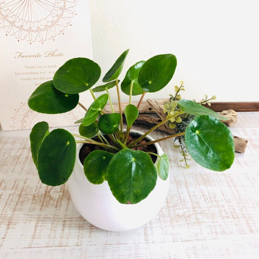 観葉植物　おしゃれ　ペペロミオイデス　たまご陶器鉢　受け皿付き　受け皿あり　インテリア　ギフト | 