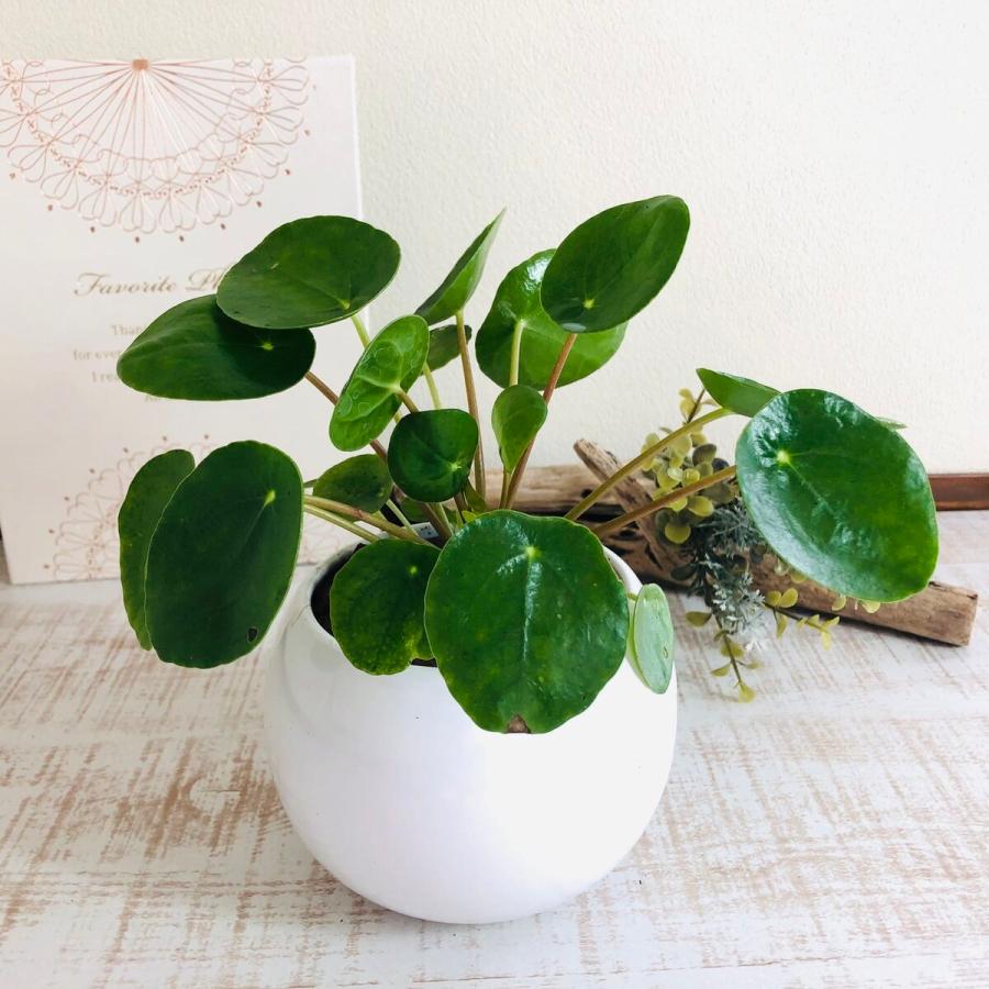 観葉植物　おしゃれ　ペペロミオイデス　たまご陶器鉢　受け皿付き　受け皿あり　インテリア　ギフト |  | 01