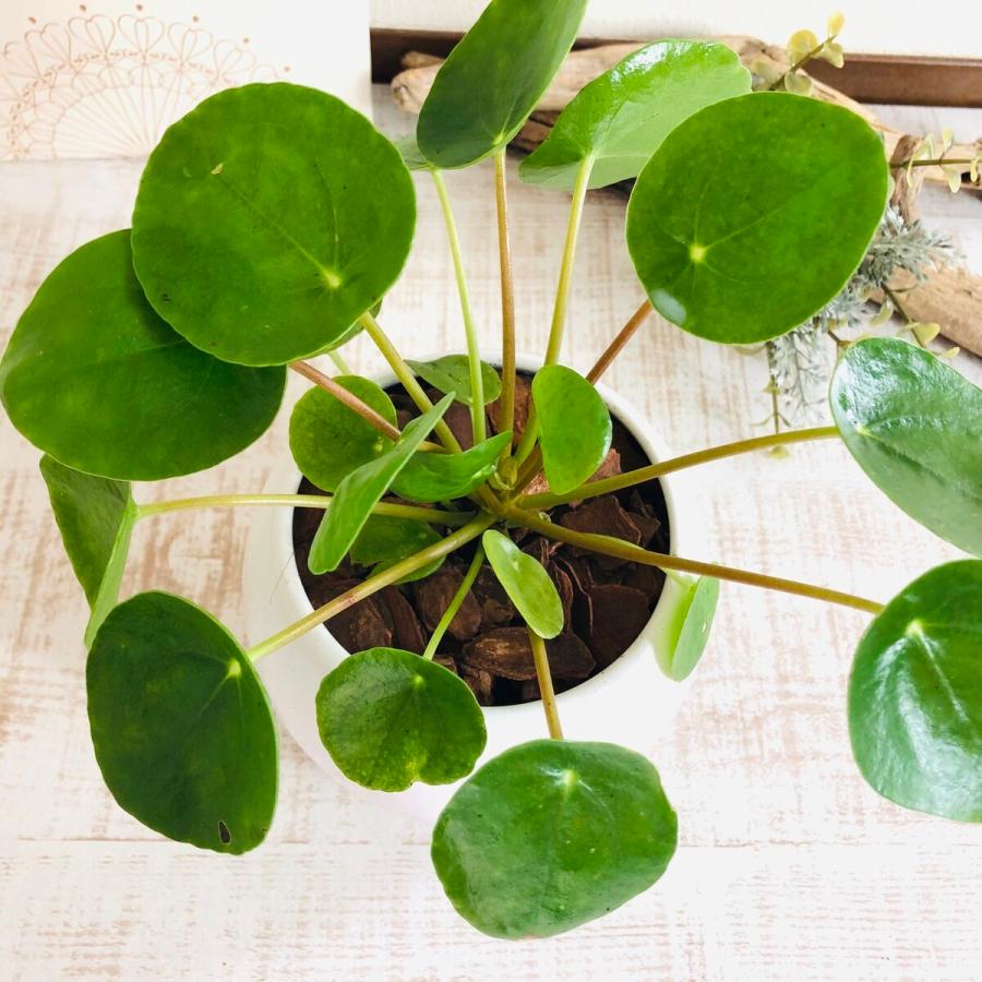 観葉植物　おしゃれ　ペペロミオイデス　たまご陶器鉢　受け皿付き　受け皿あり　インテリア　ギフト |  | 02