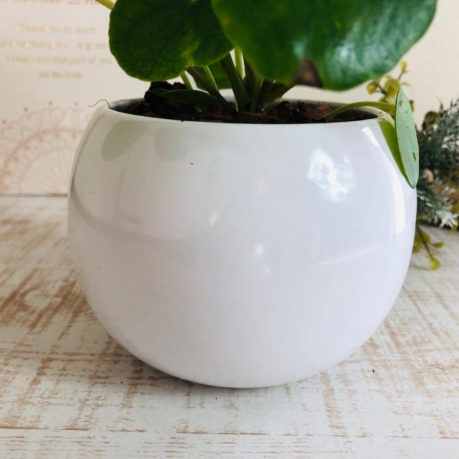 観葉植物　おしゃれ　ペペロミオイデス　たまご陶器鉢　受け皿付き　受け皿あり　インテリア　ギフト |  | 04