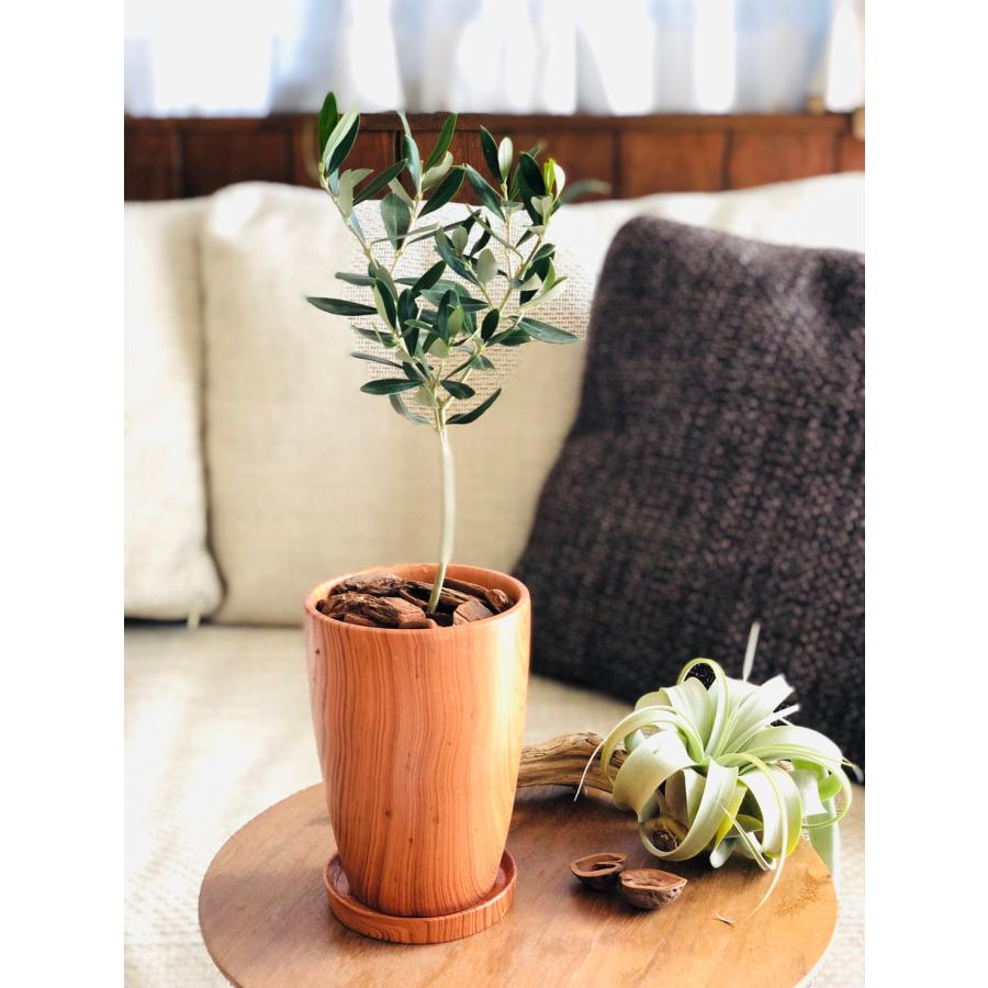 観葉植物　おしゃれ　オリーブの木　木目テラコッタ鉢　受け皿付き　RoseWood　ガーデニング | 