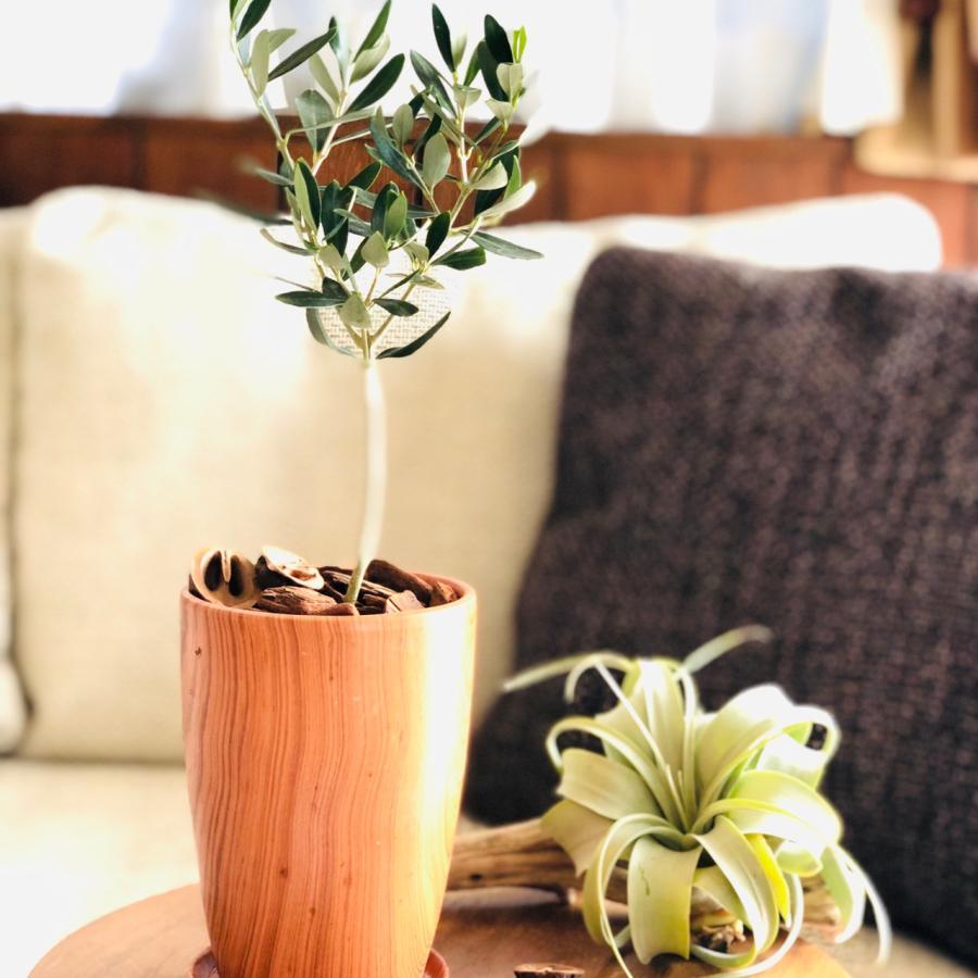 観葉植物　おしゃれ　オリーブの木　木目テラコッタ鉢　受け皿付き　RoseWood　ガーデニング |  | 01