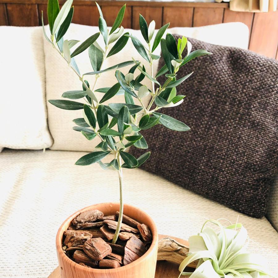 観葉植物　おしゃれ　オリーブの木　木目テラコッタ鉢　受け皿付き　RoseWood　ガーデニング |  | 02