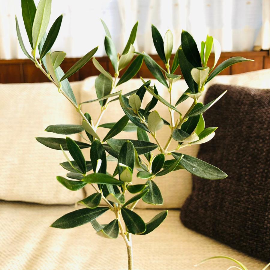 観葉植物　おしゃれ　オリーブの木　木目テラコッタ鉢　受け皿付き　RoseWood　ガーデニング |  | 03