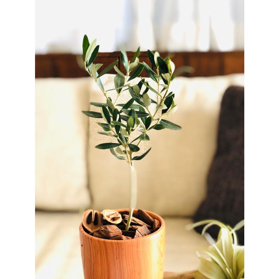 観葉植物　おしゃれ　オリーブの木　木目テラコッタ鉢　受け皿付き　RoseWood　ガーデニング |  | 04