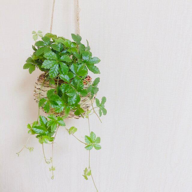 観葉植物　おしゃれ　ペペロミア ジェミニ  たまご陶器鉢　受け皿付き |  | 01