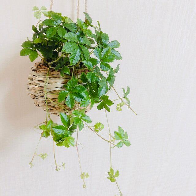 観葉植物　おしゃれ　ペペロミア ジェミニ  たまご陶器鉢　受け皿付き |  | 02