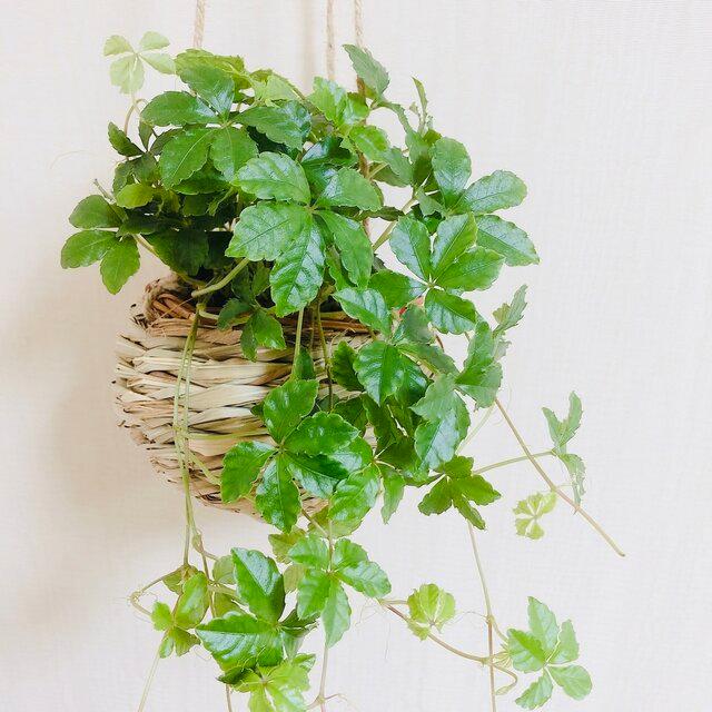 観葉植物　おしゃれ　ペペロミア ジェミニ  たまご陶器鉢　受け皿付き |  | 03
