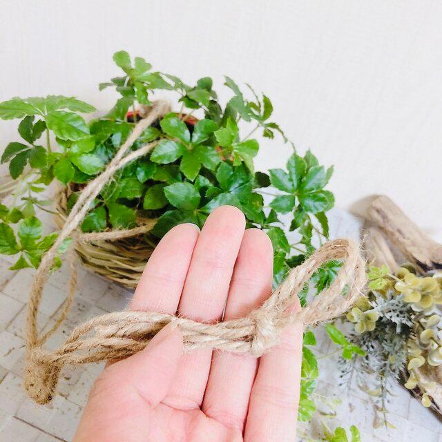 観葉植物　おしゃれ　ペペロミア ジェミニ  たまご陶器鉢　受け皿付き |  | 05