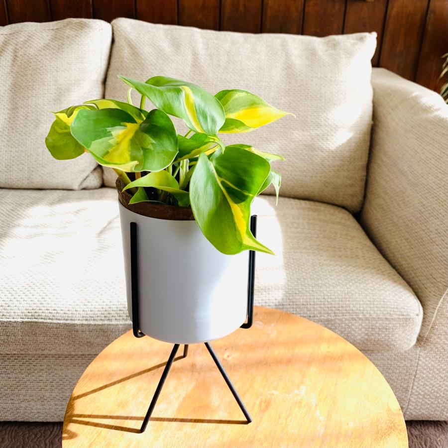 観葉植物　おしゃれ　オキシカルジュウム　ブラジル　スタンド鉢　　インテリア　ギフト　 | 