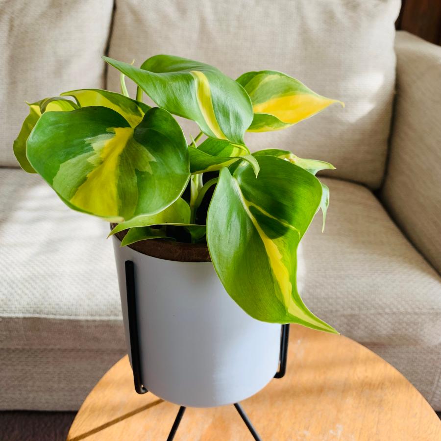 観葉植物　おしゃれ　オキシカルジュウム　ブラジル　スタンド鉢　　インテリア　ギフト　 |  | 01