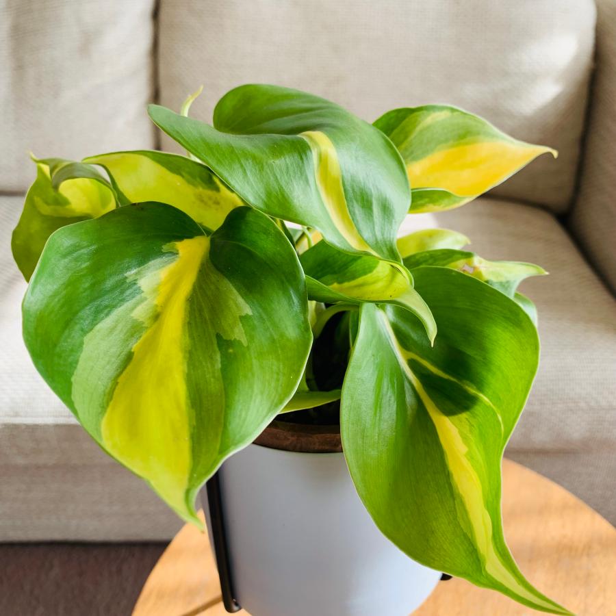 観葉植物　おしゃれ　オキシカルジュウム　ブラジル　スタンド鉢　　インテリア　ギフト　 |  | 02