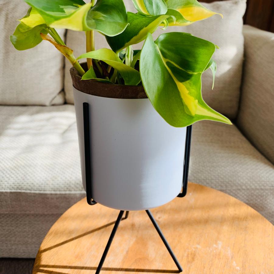 観葉植物　おしゃれ　オキシカルジュウム　ブラジル　スタンド鉢　　インテリア　ギフト　 |  | 03