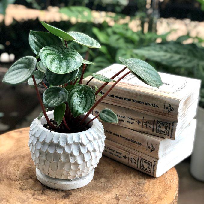 観葉植物　おしゃれ　ぺペロミア　サンデルシー　スイカペペ　天使の羽に包まれた陶器鉢　4号 | 