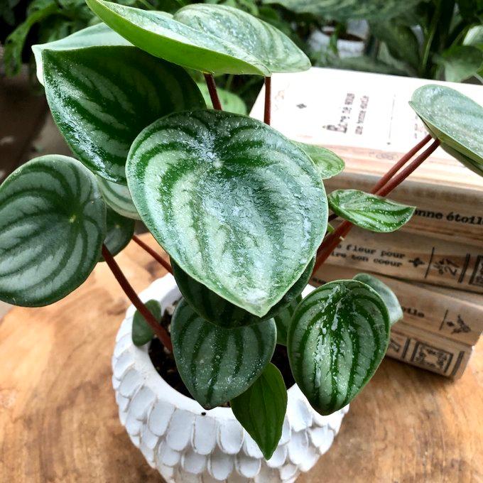 観葉植物　おしゃれ　ぺペロミア　サンデルシー　スイカペペ　天使の羽に包まれた陶器鉢　4号 |  | 01