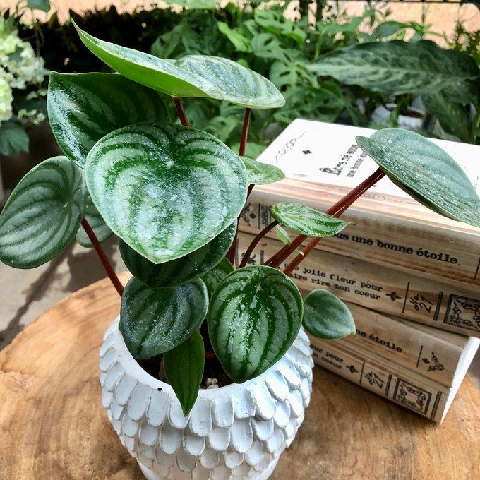 観葉植物　おしゃれ　ぺペロミア　サンデルシー　スイカペペ　天使の羽に包まれた陶器鉢　4号 |  | 02