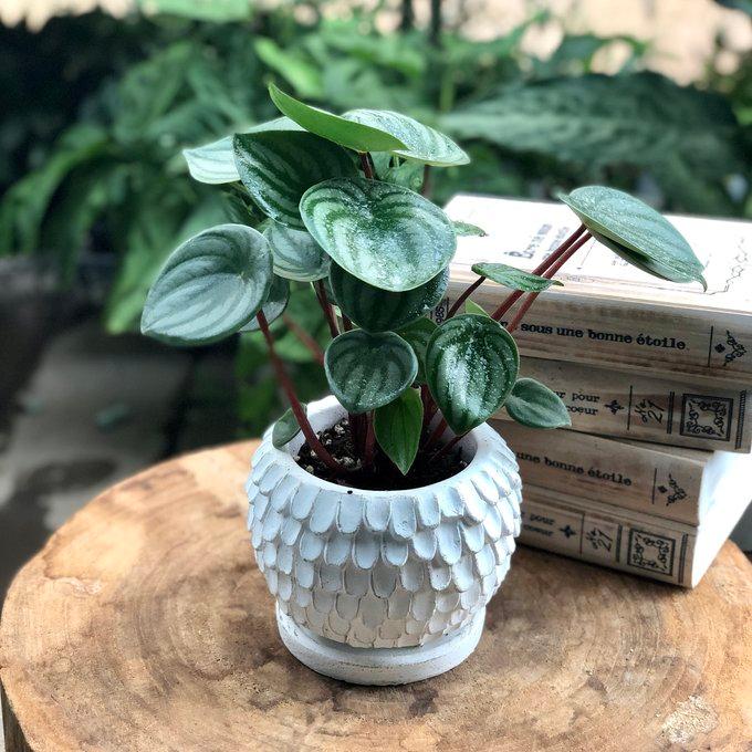 観葉植物　おしゃれ　ぺペロミア　サンデルシー　スイカペペ　天使の羽に包まれた陶器鉢　4号 |  | 03