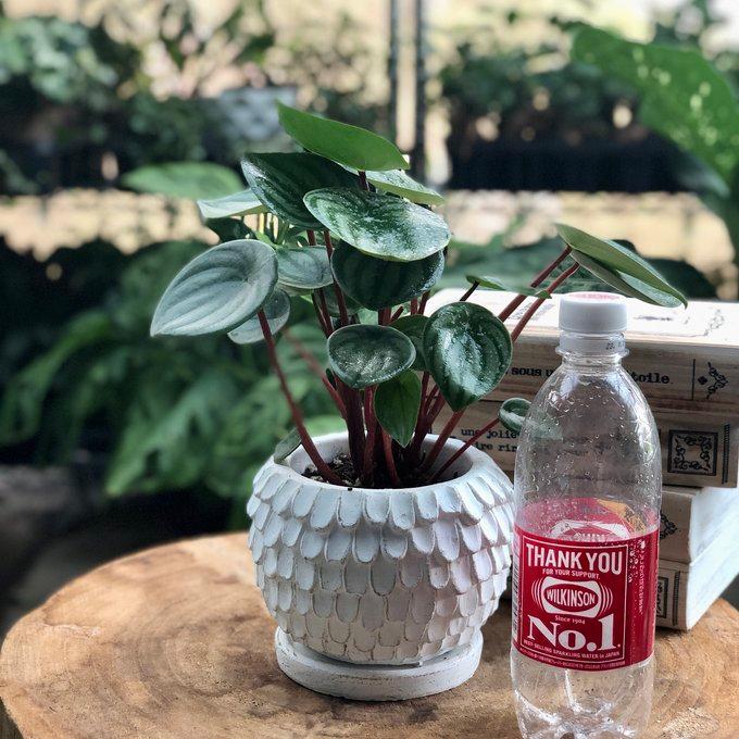 観葉植物　おしゃれ　ぺペロミア　サンデルシー　スイカペペ　天使の羽に包まれた陶器鉢　4号 |  | 04