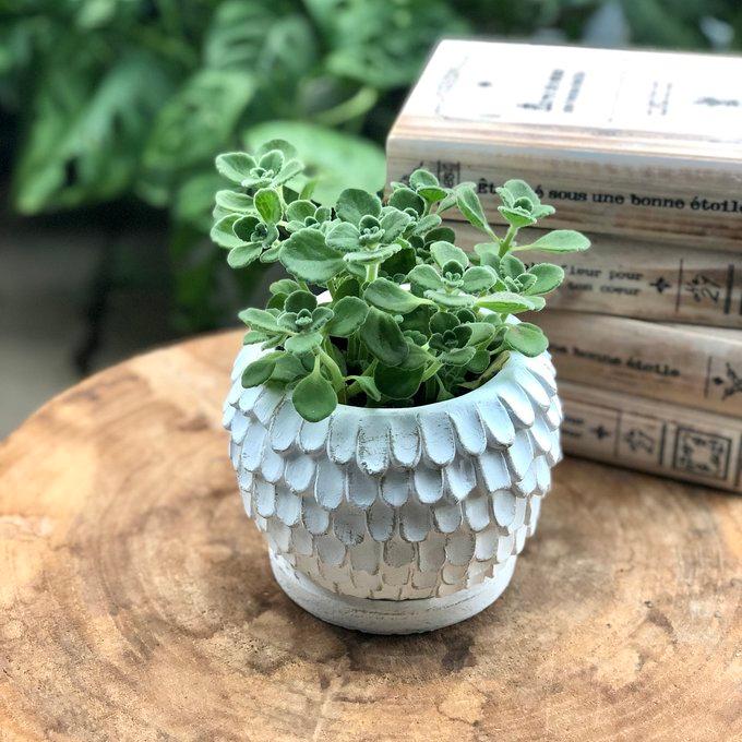 観葉植物 おしゃれ アロマティカス 天使の羽に包まれた陶器鉢 5号