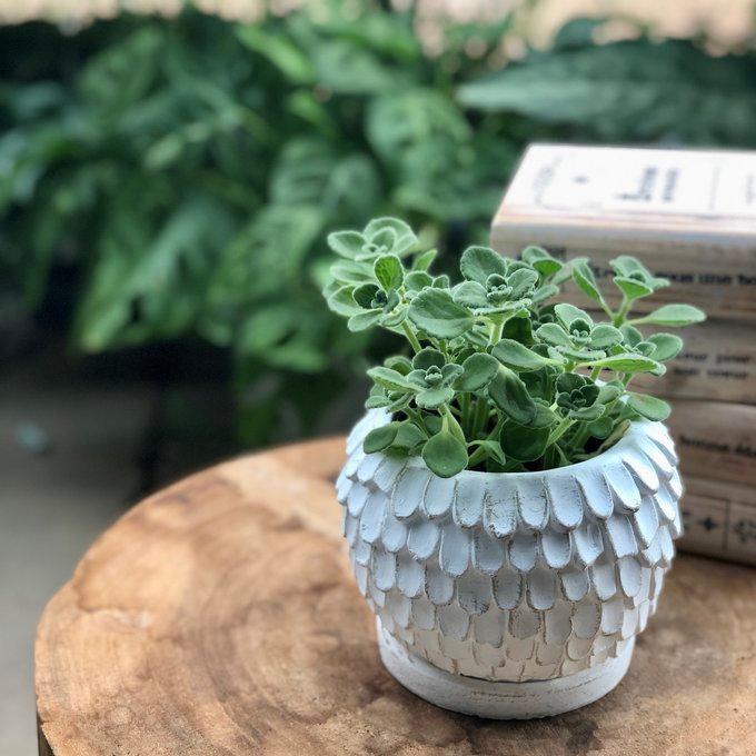 観葉植物 おしゃれ アロマティカス 天使の羽に包まれた陶器鉢 5号