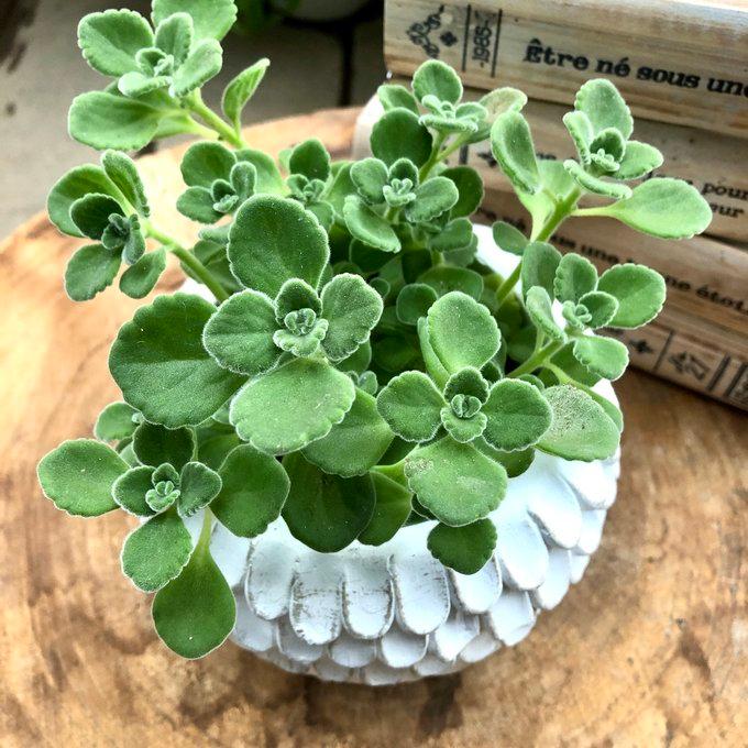 観葉植物　おしゃれ　アロマティカス　天使の羽に包まれた陶器鉢　5号 |  | 02