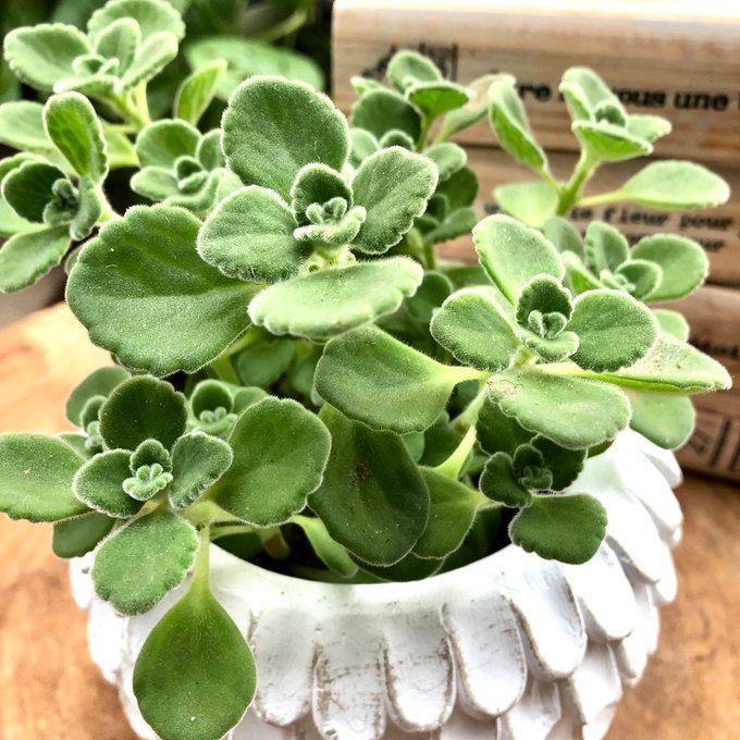 観葉植物 おしゃれ アロマティカス 天使の羽に包まれた陶器鉢 5号