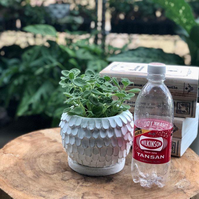 観葉植物　おしゃれ　アロマティカス　天使の羽に包まれた陶器鉢　5号 |  | 04