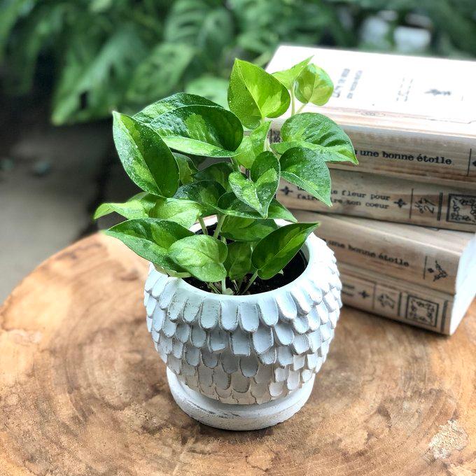 観葉植物　おしゃれ　ポトス　グローバルグリーン　天使の羽に包まれた陶器鉢　4号 | 
