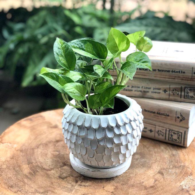 観葉植物　おしゃれ　ポトス　グローバルグリーン　天使の羽に包まれた陶器鉢　4号 |  | 01