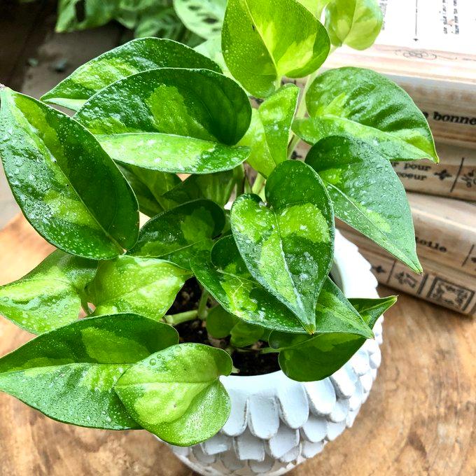 観葉植物　おしゃれ　ポトス　グローバルグリーン　天使の羽に包まれた陶器鉢　4号 |  | 02